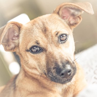 Beyaz, yeşil arka plan - kurtarma köpeği çok güzel gözlü üzerinde izole kahverengi şirin köpek yavrusu köpek
