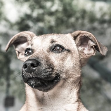 Beyaz, yeşil arka plan - kurtarma köpeği çok güzel gözlü üzerinde izole kahverengi şirin köpek yavrusu köpek