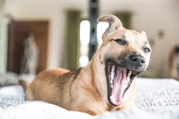 Beyaz, yeşil arka plan - kurtarma köpeği çok güzel gözlü üzerinde izole kahverengi şirin köpek yavrusu köpek