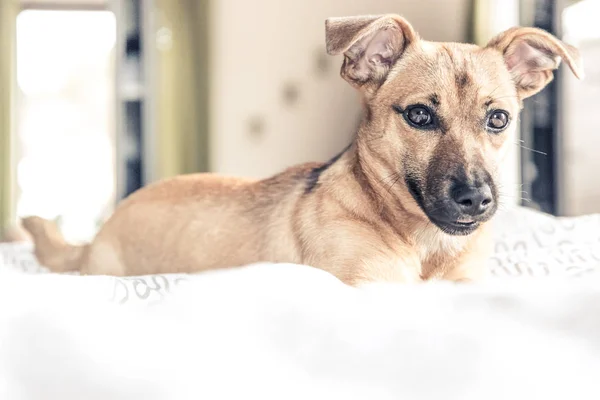 Braun Niedlicher Welpe Hund Isoliert Auf Weißem Grünem Hintergrund Rettungshund — Stockfoto