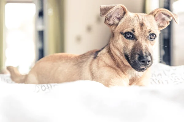 Beyaz, yeşil arka plan - kurtarma köpeği çok güzel gözlü üzerinde izole kahverengi şirin köpek yavrusu köpek