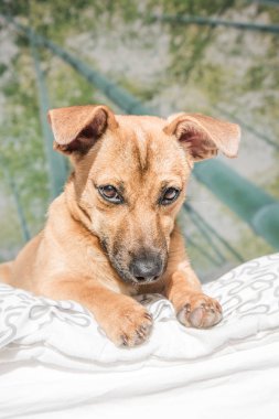 Sevimli melez köpek yavrusu, beyaz arka planda izole edilmiş şirin gözleri var.