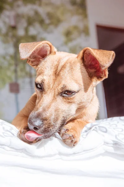Adorável Misto Raça Cachorro Cão Com Olhos Bonitos Cabeça Tiro — Fotografia de Stock