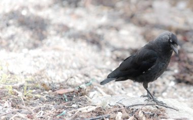 Parlak arka plan üzerinde izole küçük karga kuş