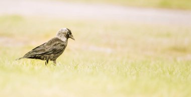 Parlak yeşil çimenlerin üzerinde izole küçük karga kuş