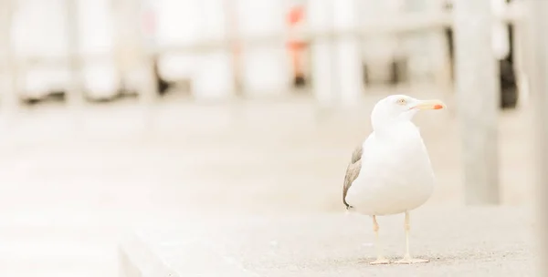 Seagull Street Ullapool Scotland — Stock Photo, Image