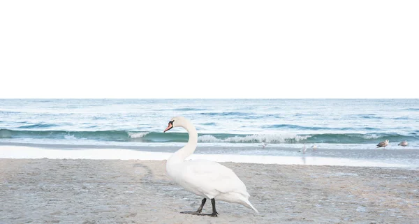 Лебедь Пляж Вода — стоковое фото