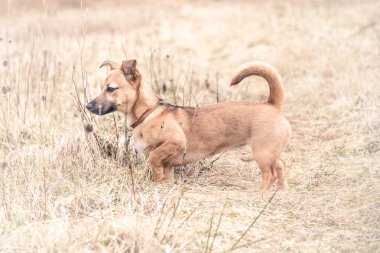 Bir ot - kurtarma köpeği oturan sevimli kahverengi köpek yeni bir ev buldu