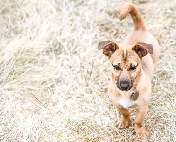 Bir Kurtarma Köpeği Oturan Sevimli Kahverengi Köpek Yeni Bir Buldu — Stok fotoğraf