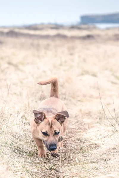 可爱的棕色小狗坐在草地上 救援狗找到了一个新的家 — 图库照片