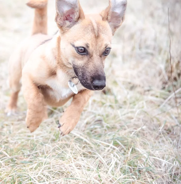 可爱的棕色小狗跑和玩新主人 救援犬找到了一个新的家 — 图库照片