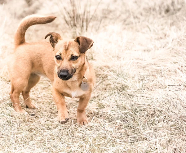 Bir Kurtarma Köpeği Oturan Sevimli Kahverengi Köpek Yeni Bir Buldu — Stok fotoğraf