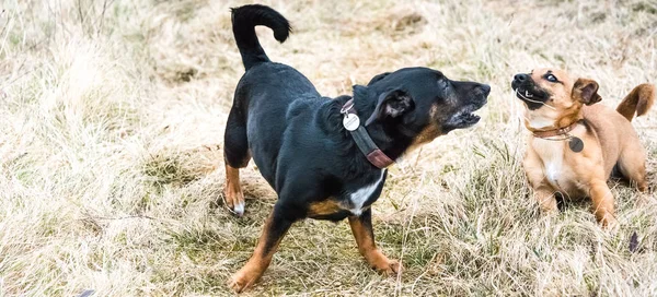 可爱的老黑狗和棕色小狗在草地上玩耍 救援犬找到了一个新家 — 图库照片