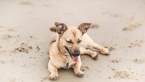 Skoçya Evcil Hayvan Köpek Fotoğraf Bir Plajda Şirin Kahverengi Köpek — Stok fotoğraf