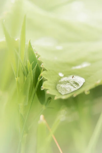 Gota Lluvia Aislada Hoja Verde —  Fotos de Stock