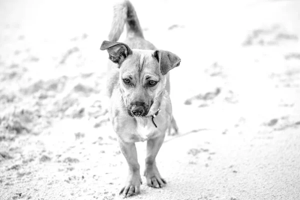 Chiot Brun Mignon Sur Une Plage Photo Chien Compagnie Dans — Photo