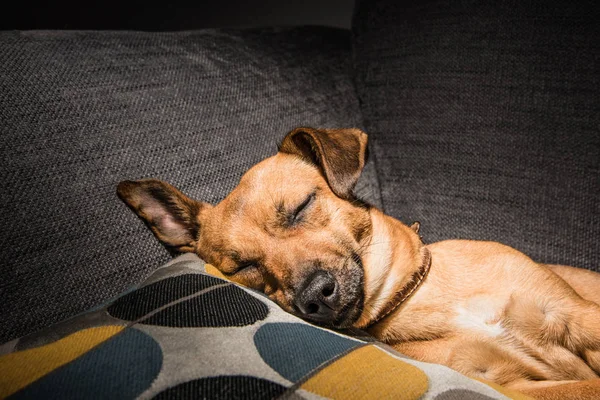 Cão marrom jovem dormindo em um sofá - fotografia de animal de estimação bonito - resc — Fotografia de Stock