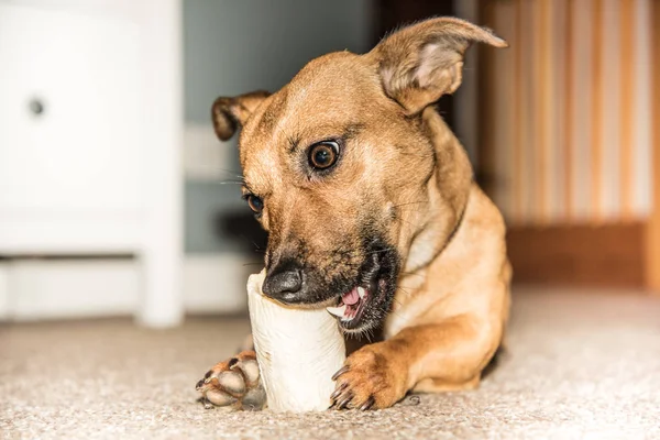 Genç köpek kemik - aç kurtarma köpeği - evde yemek p kahverengi.