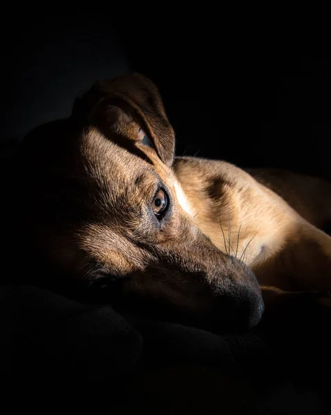 Young brown dog sleeping on a sofa - cute pet photography - resc