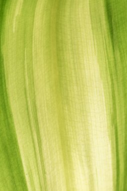 yeşil yaprak deseni arkaplanı