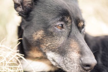 Yaşlı ve hasta köpek kanserden ölüyor