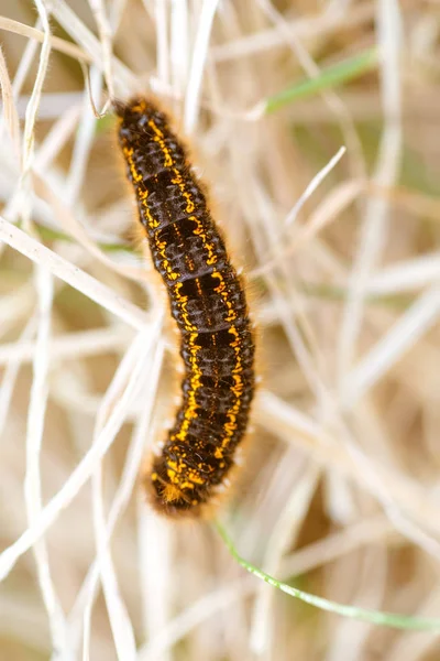 Caterpillar - black and orange and yellow caterpillar ready to t — Stock Photo, Image