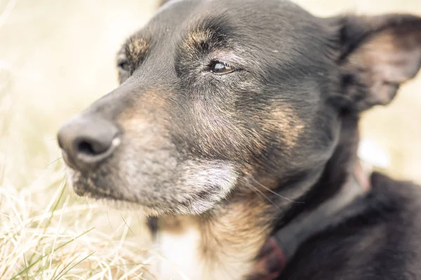 Vieux chien malade mourant d'un cancer — Photo