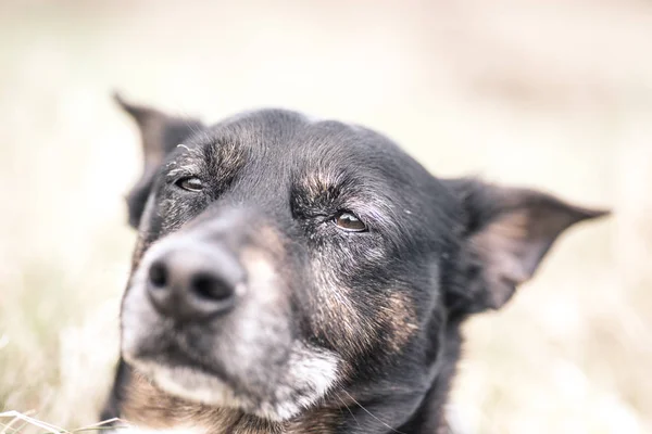 Vieux chien malade mourant d'un cancer — Photo