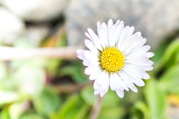 Flores florecientes - hermosa flor aislada sobre fondo bokeh —  Fotos de Stock