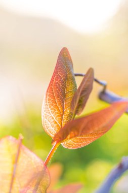 Ga bulanık yeşilyaprak bokeh renkli yaprakları arka plan