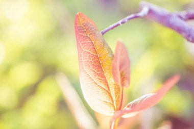 Ga bulanık yeşilyaprak bokeh renkli yaprakları arka plan