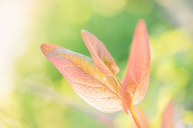 Ga bulanık yeşilyaprak bokeh renkli yaprakları arka plan