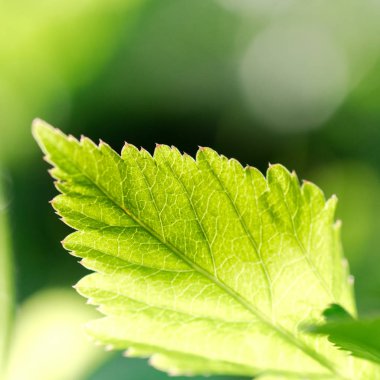 Yeşil bahçede bulanık yeşilyaprak bokeh üzerinde arka plan bırakır