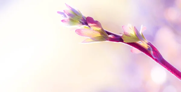 Spring flower meadow in soft pastel tone with bokeh and backgrou — Stock Photo, Image
