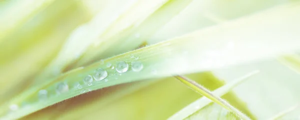 Hermosas gotas de agua en la hierba verde brillan en el Sunligh —  Fotos de Stock