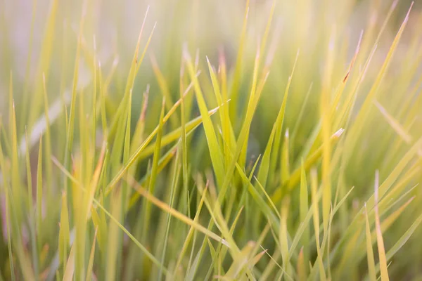 草原の草のぼやけた背景、日没の光でボケ — ストック写真