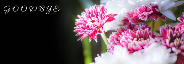 Burgundy flower bouquet isolated on bokeh, blurred background