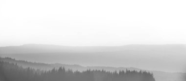 Puslu orman - İskoçya'da çam ormanı üzerinde kalın sis