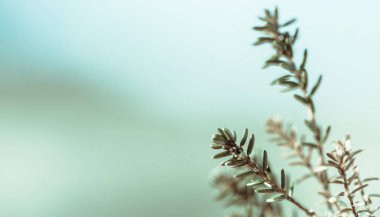 Hafif arka planda güneş bokeh sapları