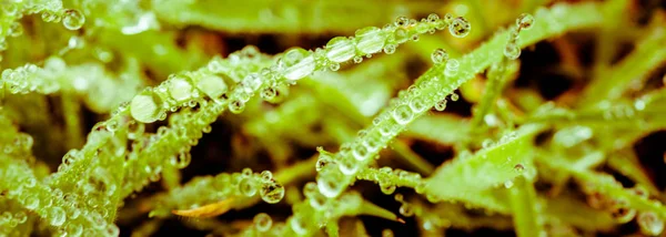 Rocío matutino - gotas de agua perfectas sobre hojas verdes —  Fotos de Stock