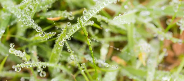 Rocío matutino - gotas de agua perfectas sobre hojas verdes —  Fotos de Stock