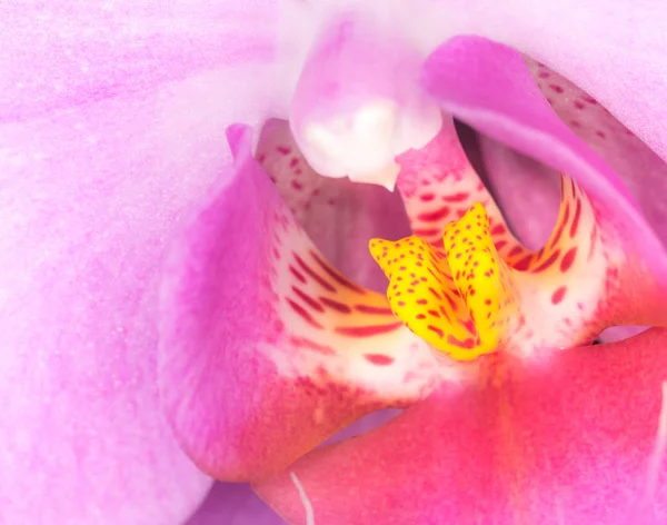 Японські анемони-веселі, рожеві гофровані пелюстки і центри — стокове фото