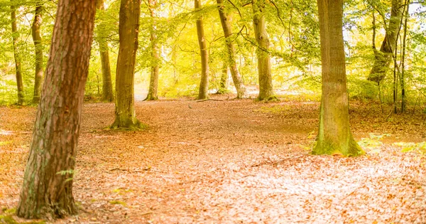 Sunny forest - bright rays of sun and green leaves — Stock Photo, Image