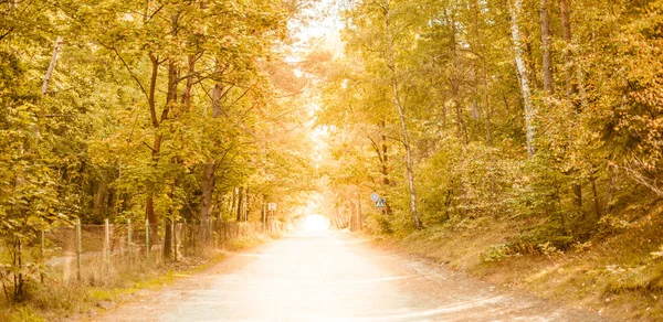 Sunny forest - bright rays of sun and green leaves — Stock Photo, Image