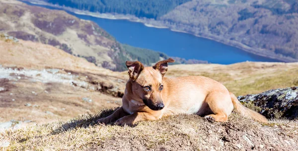 Dog in mountains - cute rescue dog walking in Scottish Highlands