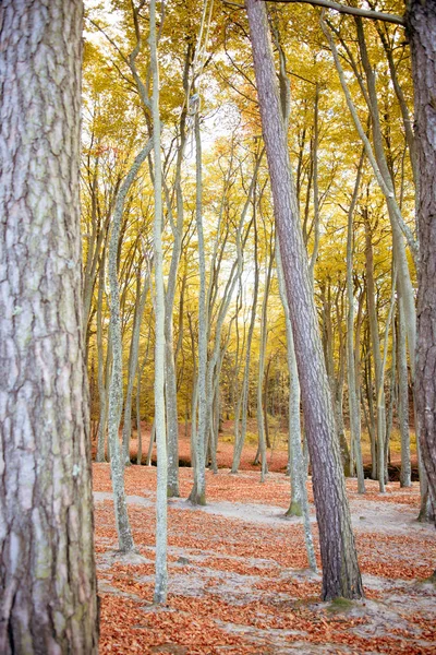 Forest - autumn colours and scenery in woodland — Stock Photo, Image