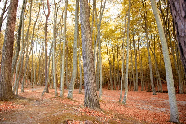 Forest - autumn colours and scenery in woodland — Stock Photo, Image