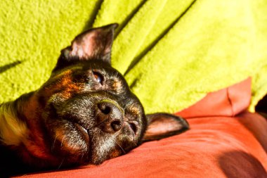 Siyah köpek - üzgün kurtarma köpeği sahibi nin geri gelmesini bekliyor bir