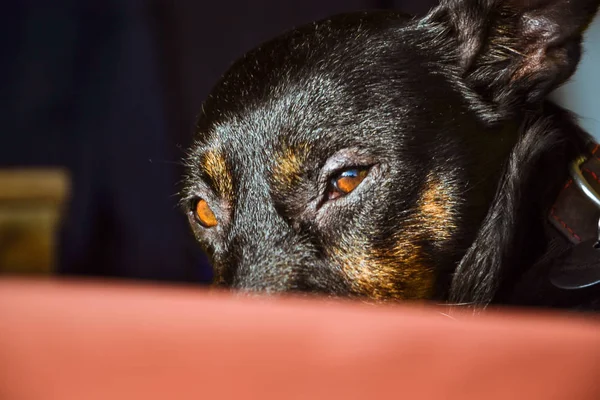 Black dog - sad rescue dog waiting for his owner to come back an