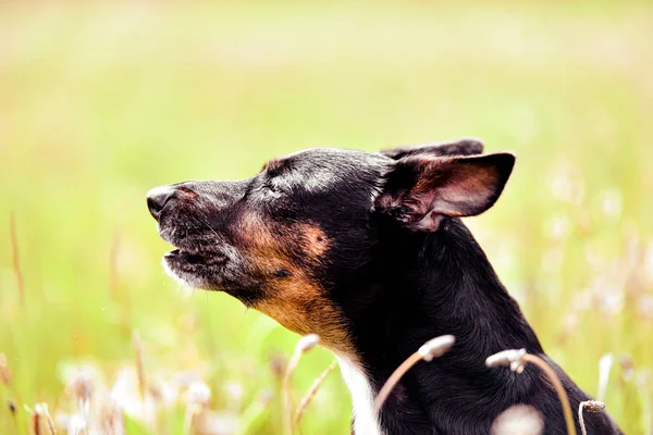 Kurtarma köpeği - sevimli siyah melez bir çim, güneşli mornin üzerinde oturan — Stok fotoğraf